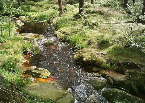 Stream on the Brocken, Harz Mountains